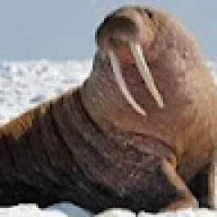 Walrus 5