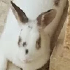 MM Gè